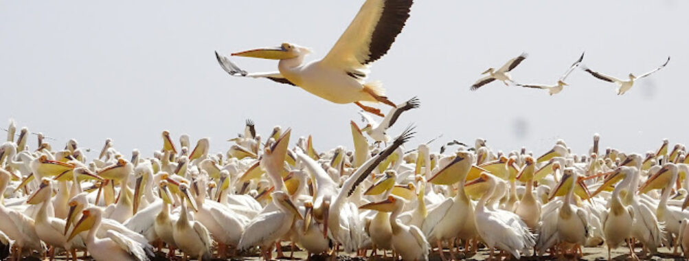 Djoudj National Bird Sanctuary Travel Forum Reviews