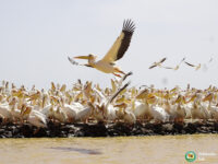 Djoudj National Bird Sanctuary Travel Forum Reviews