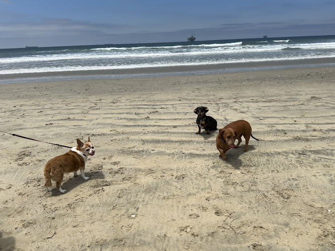 Dog Beach | Huntington Beach