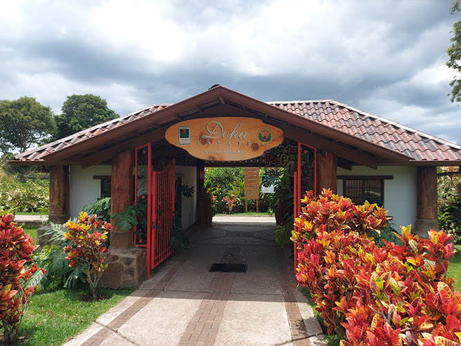 Doka Estate Costa Rica Coffee Tour and Plantation
