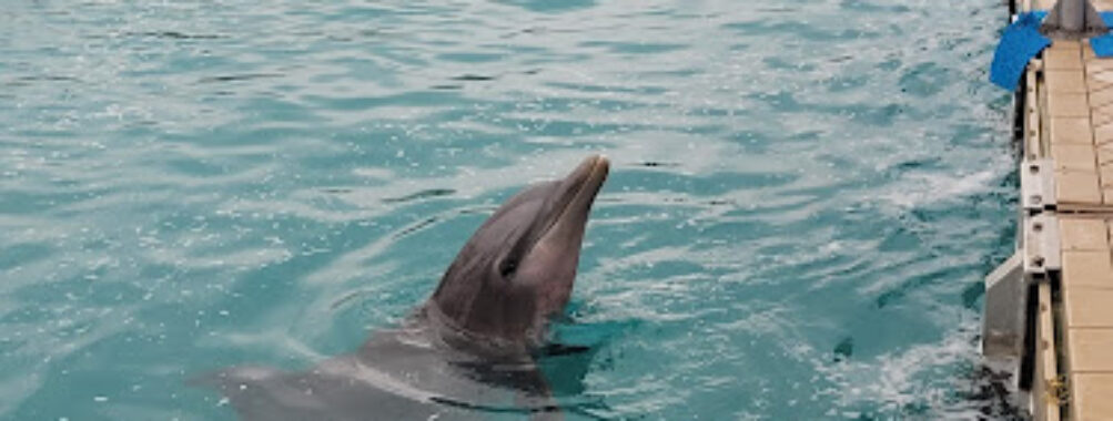 Dolphin Encounters Travel Forum Reviews