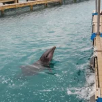 Dolphin Encounters