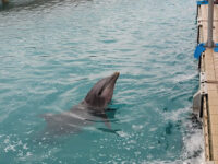 Dolphin Encounters Travel Forum Reviews