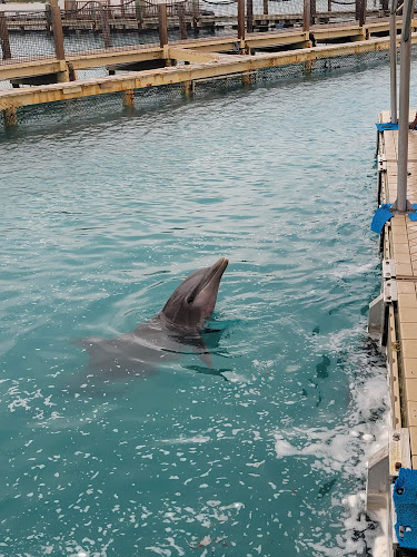 Dolphin Encounters