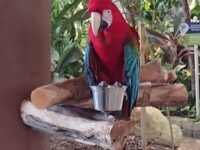 Dolphin Show Travel Forum Reviews