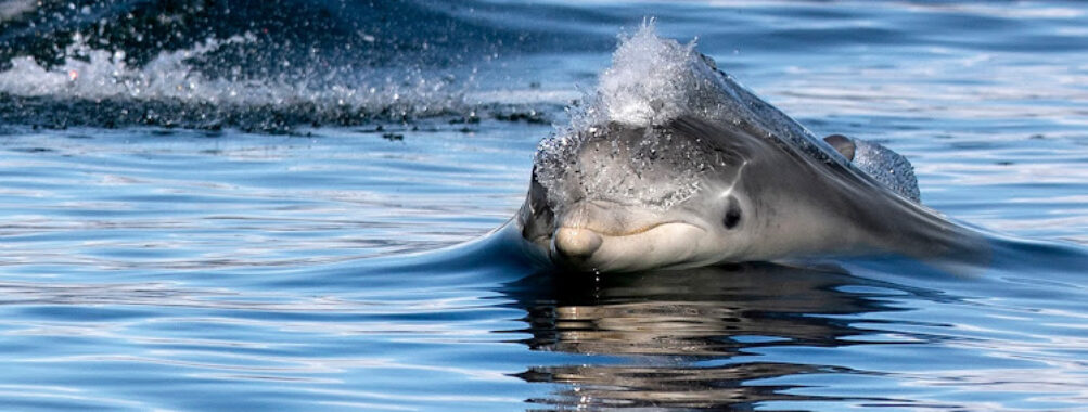 Dolphin Spirit Inverness Travel Forum Reviews