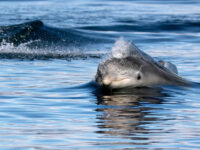Dolphin Spirit Inverness Travel Forum Reviews