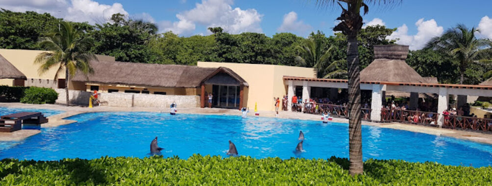 Dolphinaris Akumal Travel Forum Reviews