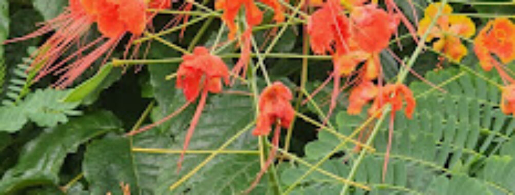 Dominica Botanic Gardens Travel Forum Reviews