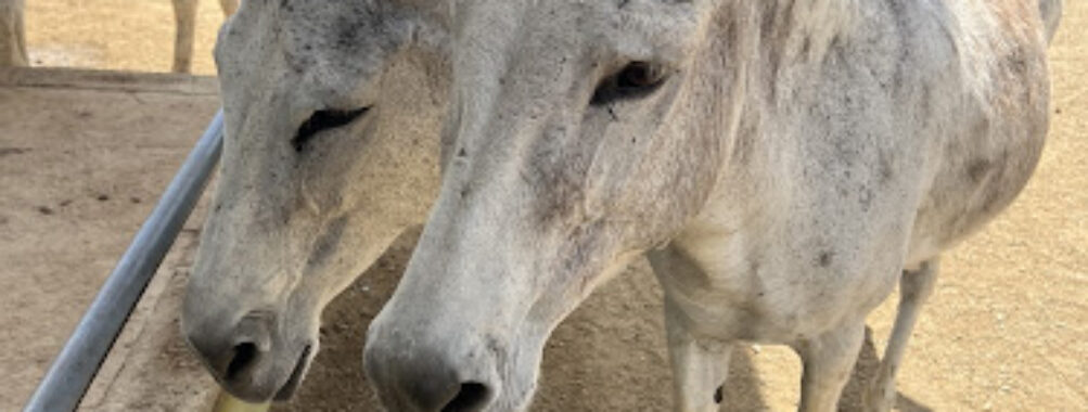 Donkey Sanctuary Aruba Travel Forum Reviews