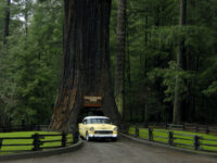Drive-Thru Tree Park Leggett Travel Forum Reviews