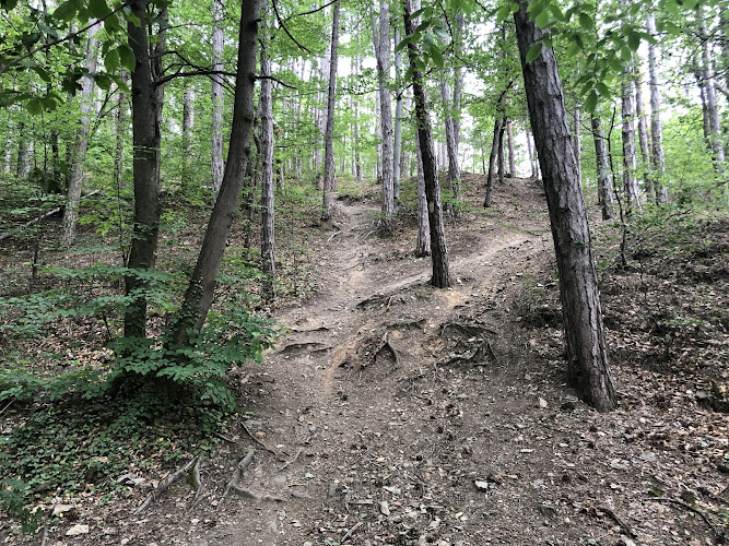 Drumeție pădure