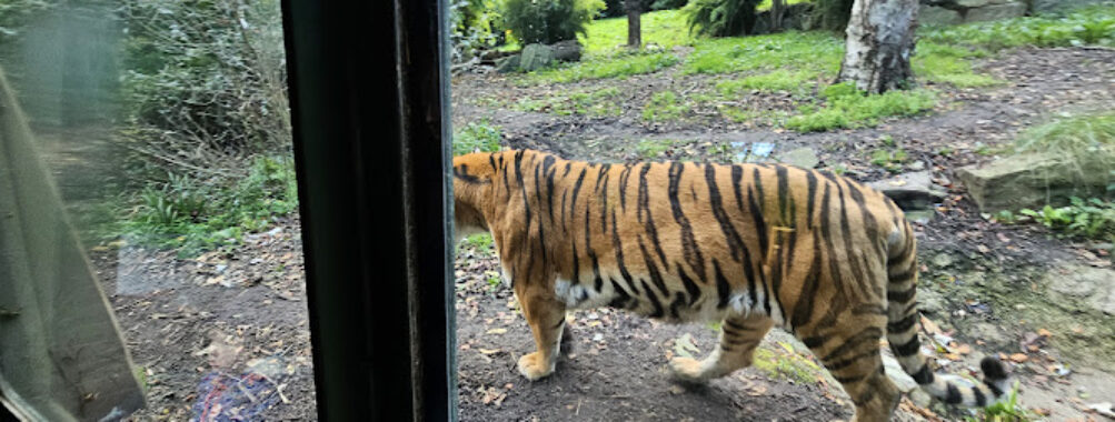 Dublin Zoo Travel Forum Reviews