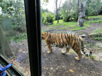 Dublin Zoo Travel Forum Reviews