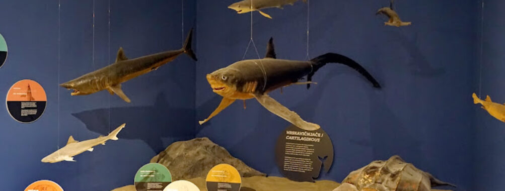 Dubrovnik Natural History Museum Travel Forum Reviews
