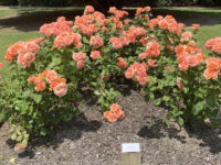 Dugald MacKenzie rose breeding centre Travel Forum Reviews