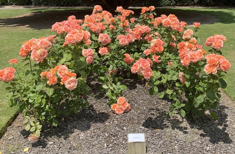 Dugald MacKenzie rose breeding centre