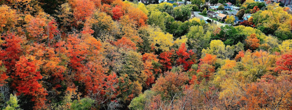 Dundas Peak Travel Forum Reviews