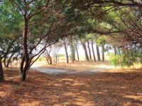 Dune di Giovino Travel Forum Reviews