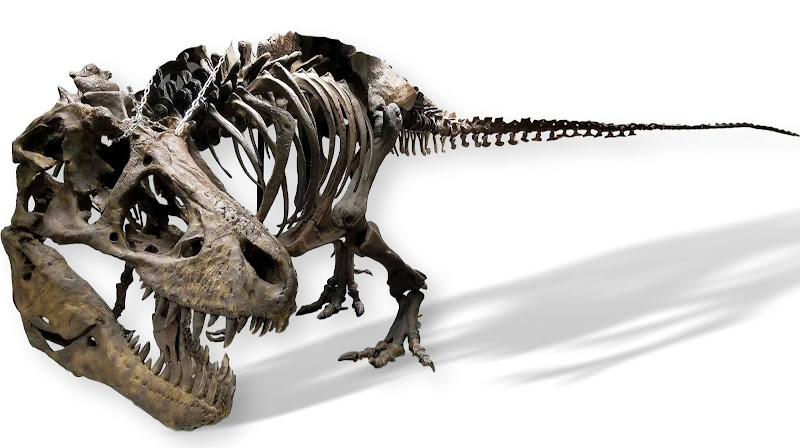 Earth Experience - Middle Tennessee Museum of Natural History