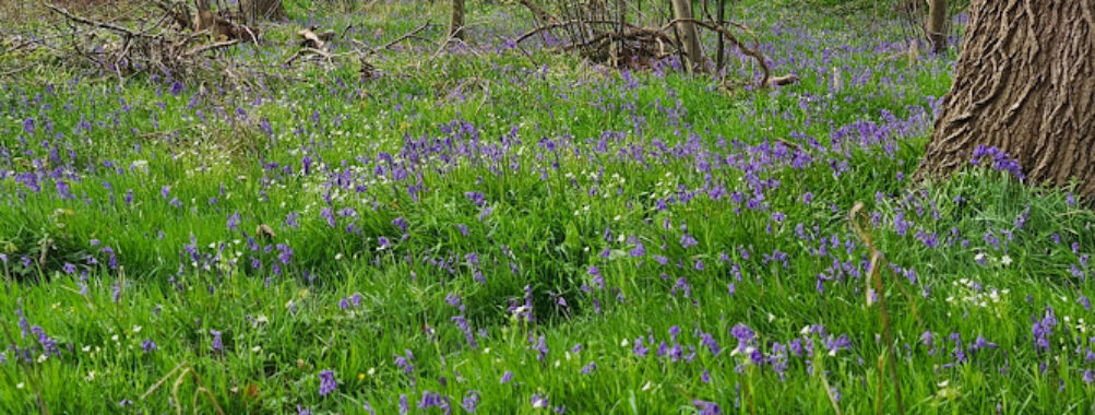 East Blean Woods Travel Forum Reviews