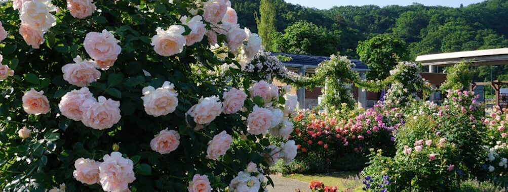 Echigo Hillside National Park Travel Forum Reviews