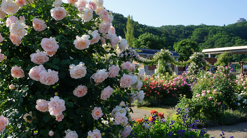 Echigo Hillside National Park