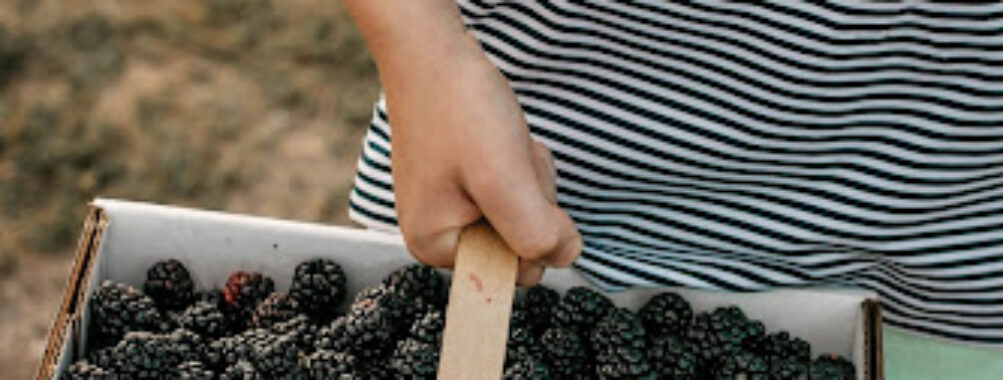 Eckert's Pick Your Own Belleville Farm Travel Forum Reviews