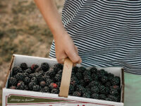 Eckert's Pick Your Own Belleville Farm Travel Forum Reviews