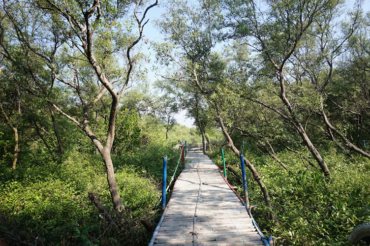 Ecotourism Mangrove Forest Bloom Beach