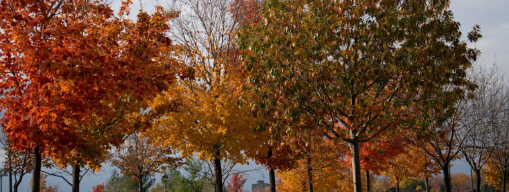 Edward Janiszewski Park Travel Forum Reviews