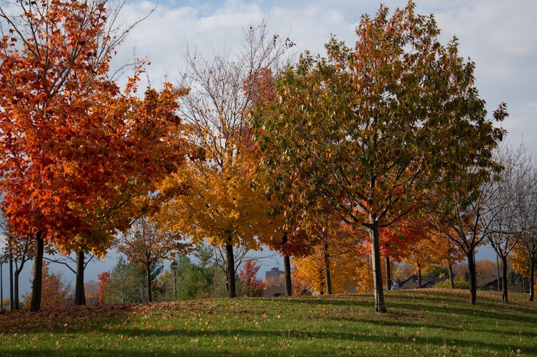 Edward Janiszewski Park