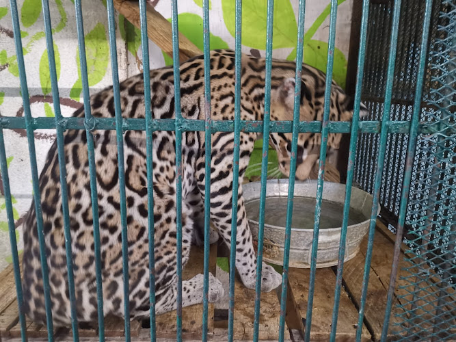 El Club de los Animalitos