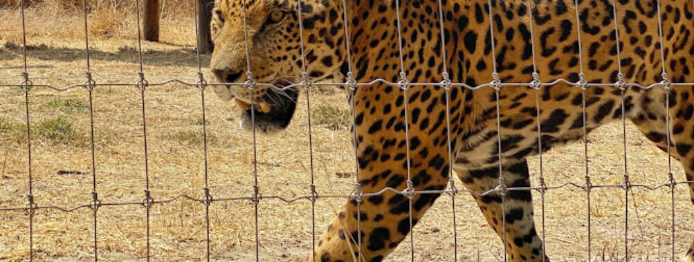 El Santuario del Jaguar Travel Forum Reviews