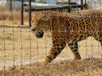 El Santuario del Jaguar Travel Forum Reviews