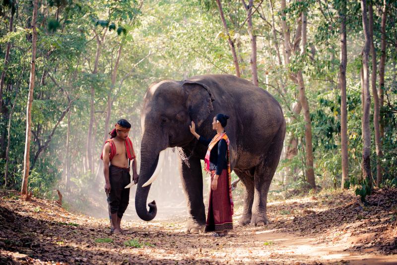 Elephant and woman in cambodia