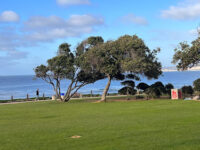 Ellen Browning Scripps Park Travel Forum Reviews
