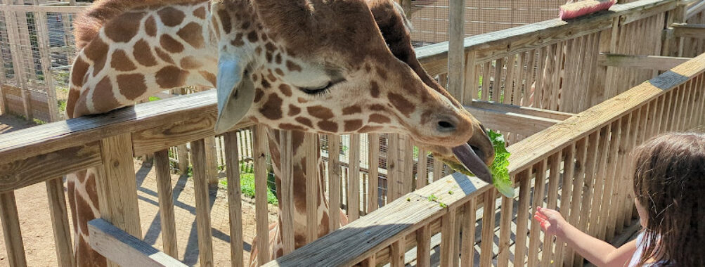 Elmwood Park Zoo Travel Forum Reviews