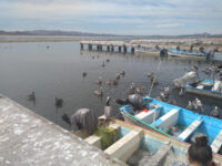 Empalme Travel Forum Reviews
