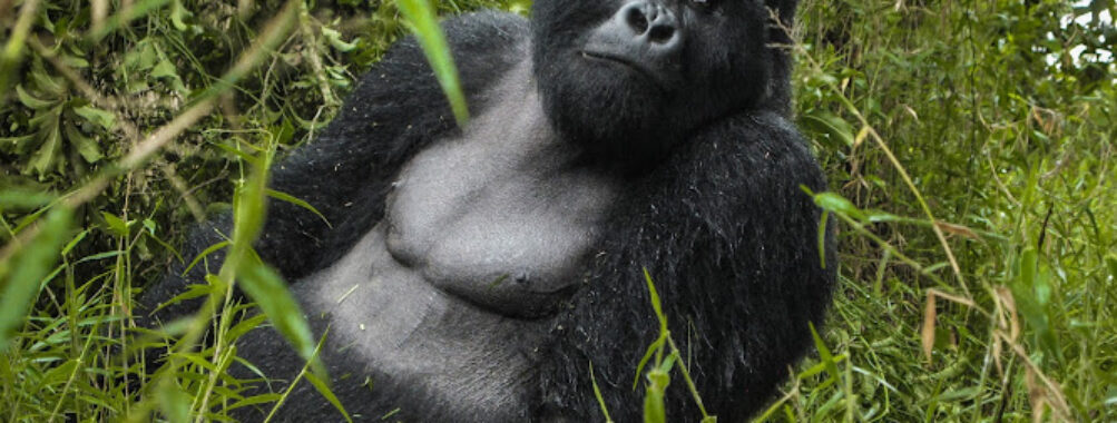 Enchanted Uganda Safaris Travel Forum Reviews