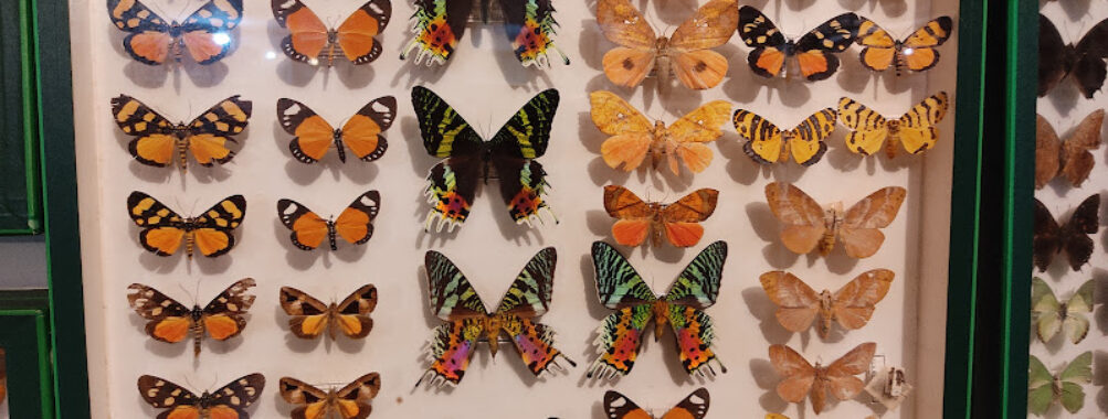Entomological Museum Travel Forum Reviews