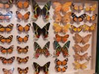 Entomological Museum Travel Forum Reviews