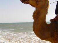 Essaouira surfing lesson in with local instructor Review