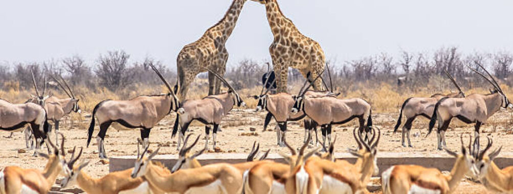 Etosha National Park Travel Forum Reviews