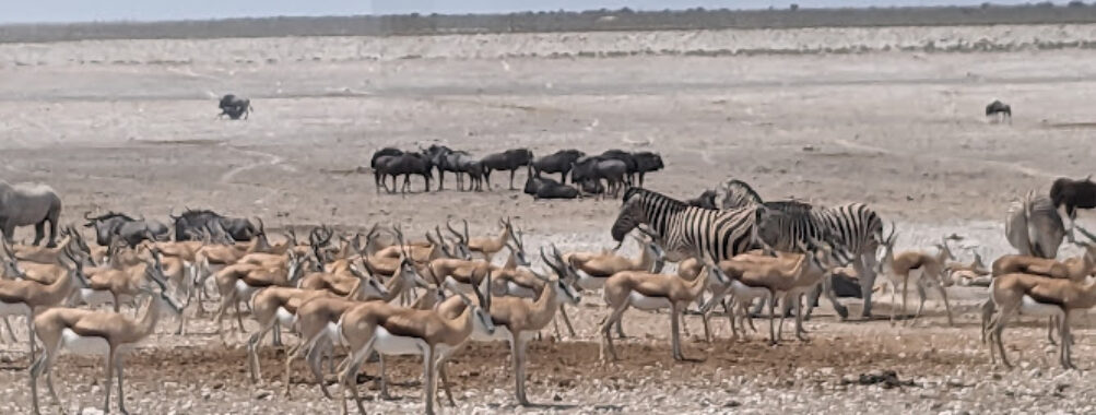 Etosha National Park Travel Forum Reviews