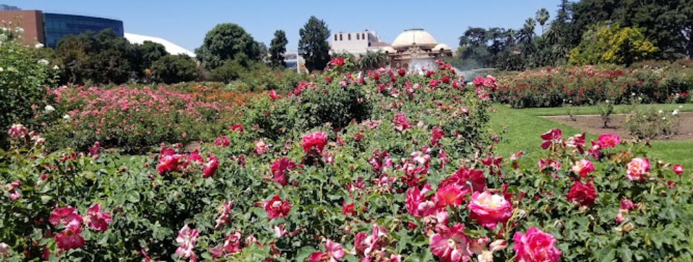 Exposition Park Rose Garden Travel Forum Reviews