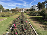 Exposition Park Rose Garden Travel Forum Reviews