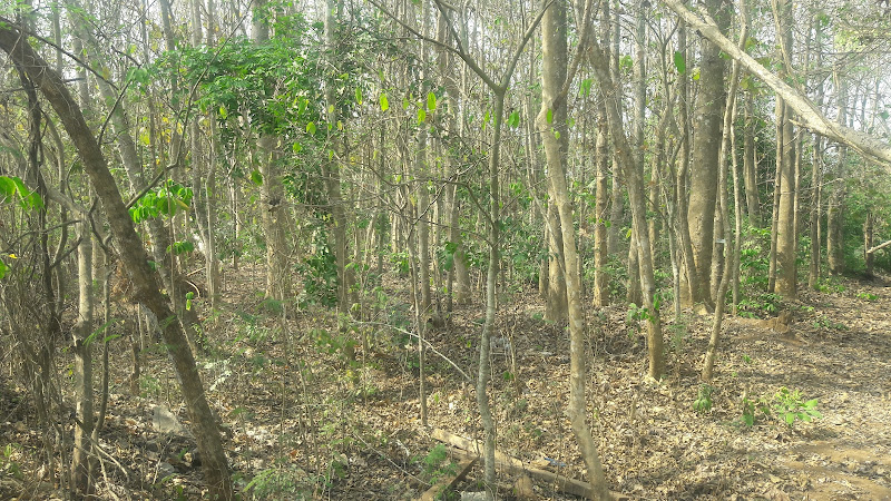 FWT PLANTATION Akure
