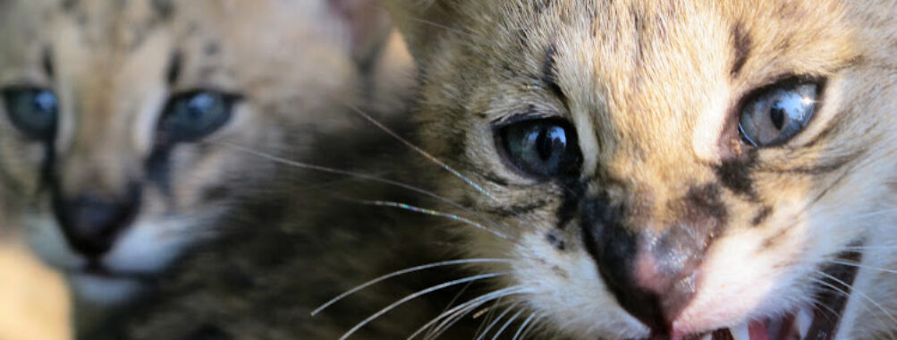 Fauna Cultura Travel Forum Reviews