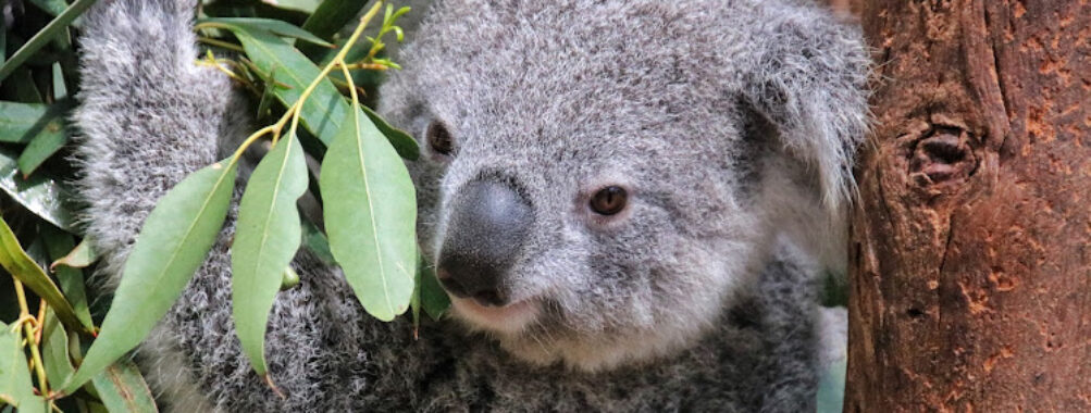 Featherdale Sydney Wildlife Park Travel Forum Reviews